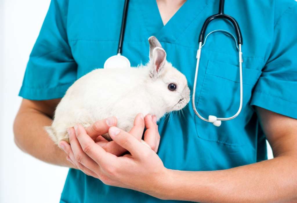 About Animal Science Courses