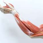 Anatomy and Physiology Courses: Understand the Human Body Anatomy and Physiology Courses: Understand the Human Body